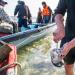 Sakhalin ostron Levande skaldjur från Fjärran Östern - en utsökt delikatess