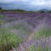 Krim-Provence oder Lavendelfelder auf der Krim: Adressen, Blütezeiten, Ausflüge